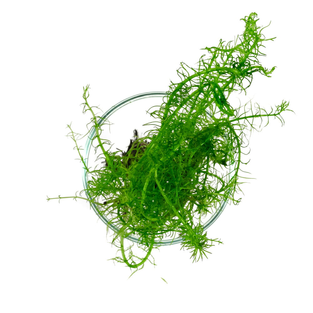 Bacopa myriophylloides okółkowa in vitro